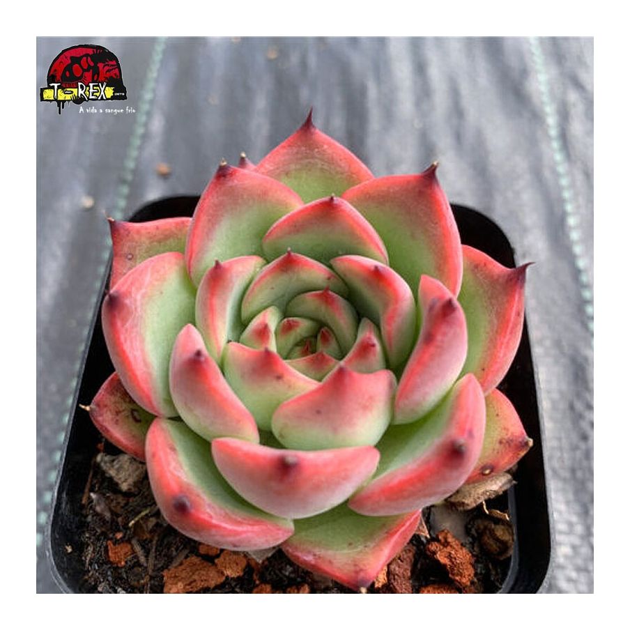 comprar muda de suculenta exotica