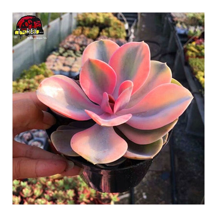 comprar muda de suculenta rara