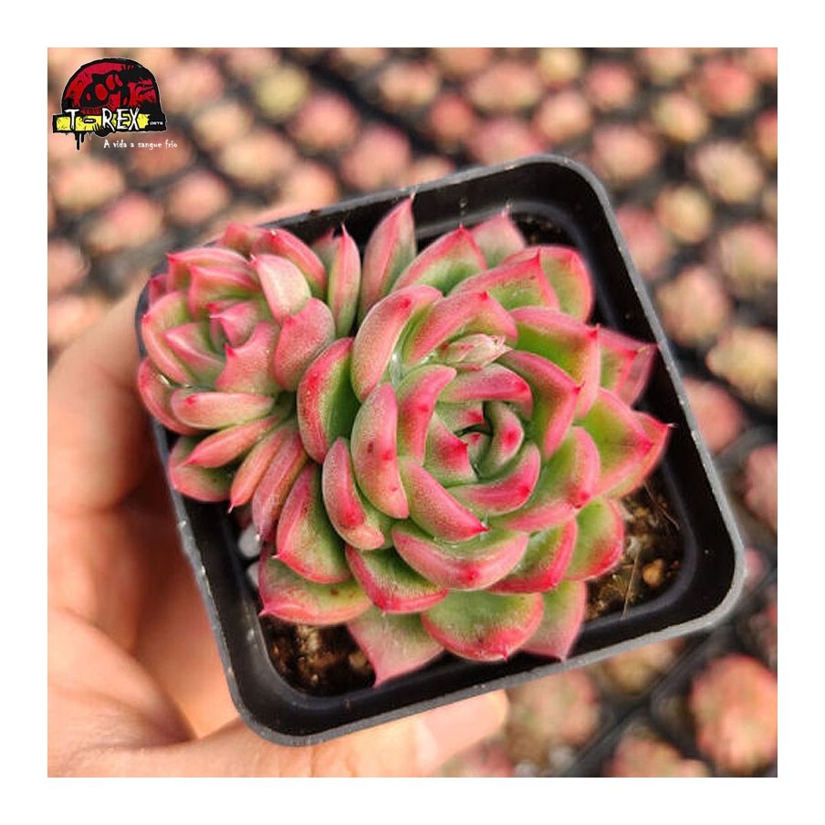 comprar muda de suculenta raridade