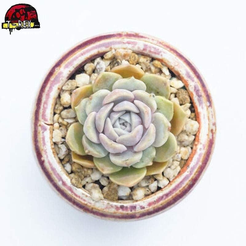 compra muda de planta suculenta importada