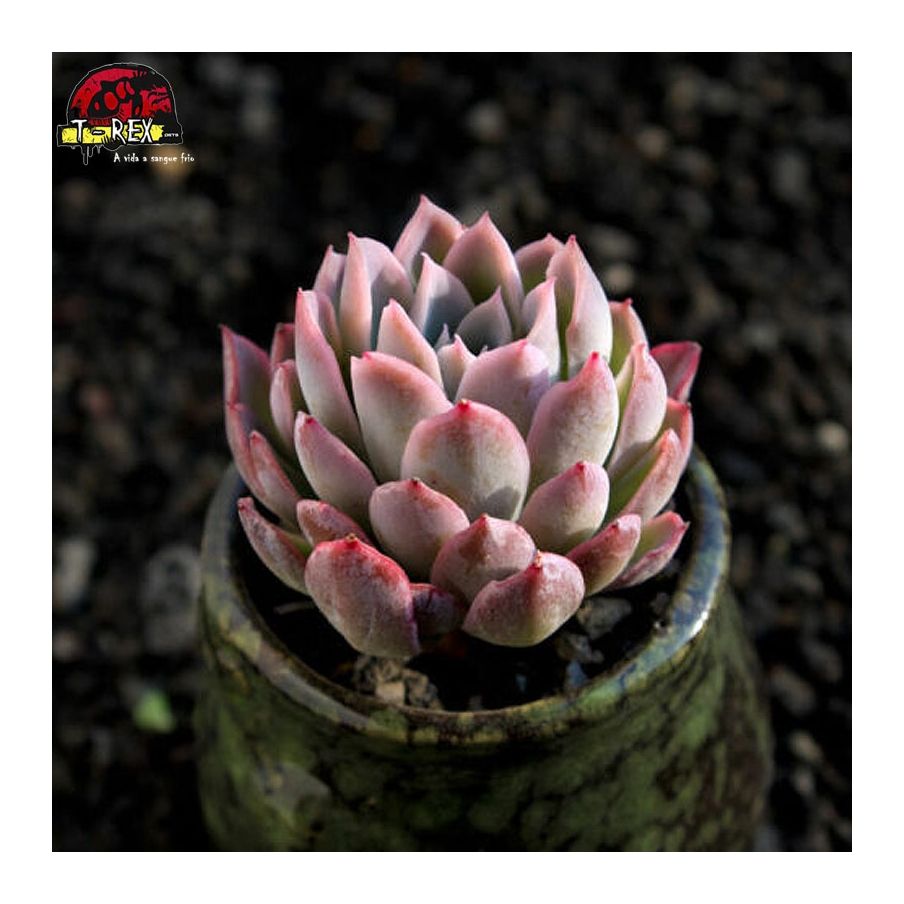 comprar muda de planta suculenta rara