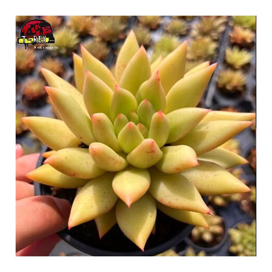 comprar muda de suculenta raridade