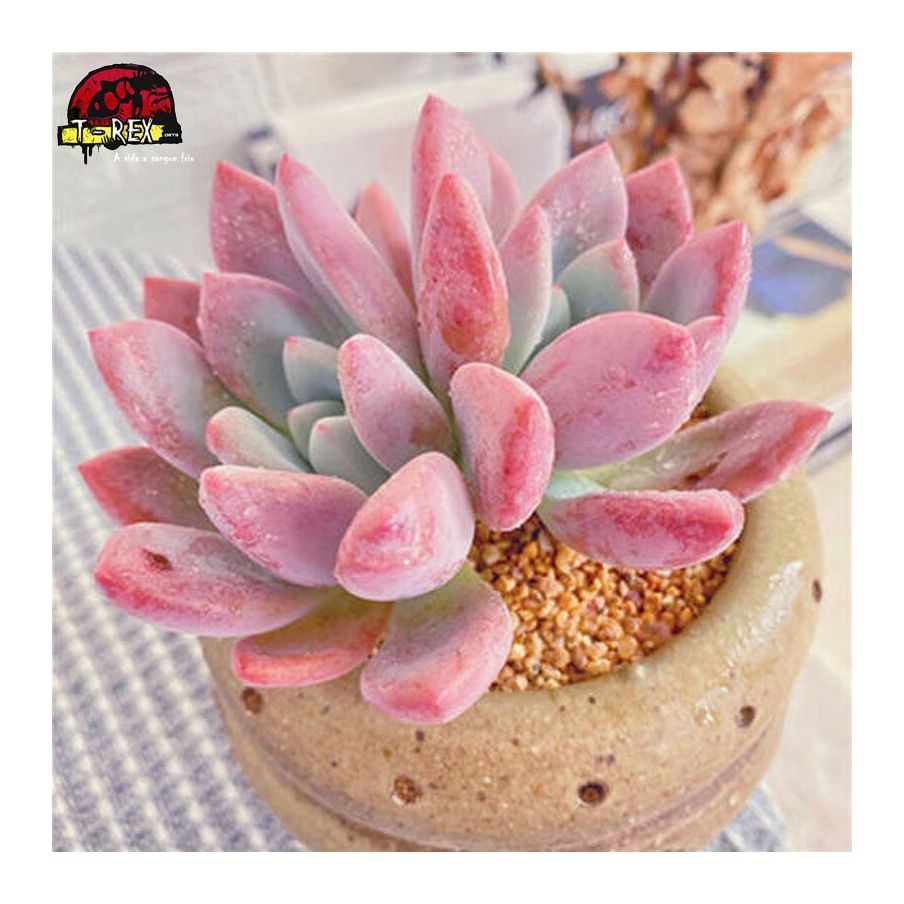 comprar muda de suculenta importada