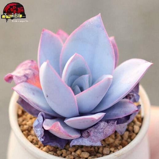 comprar planta suculenta raridade