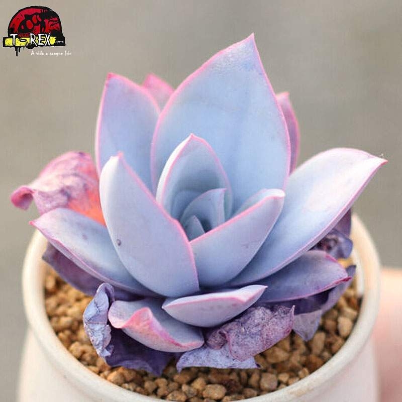 comprar planta suculenta raridade