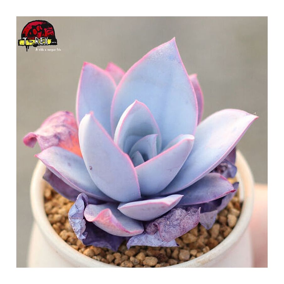 comprar planta suculenta raridade