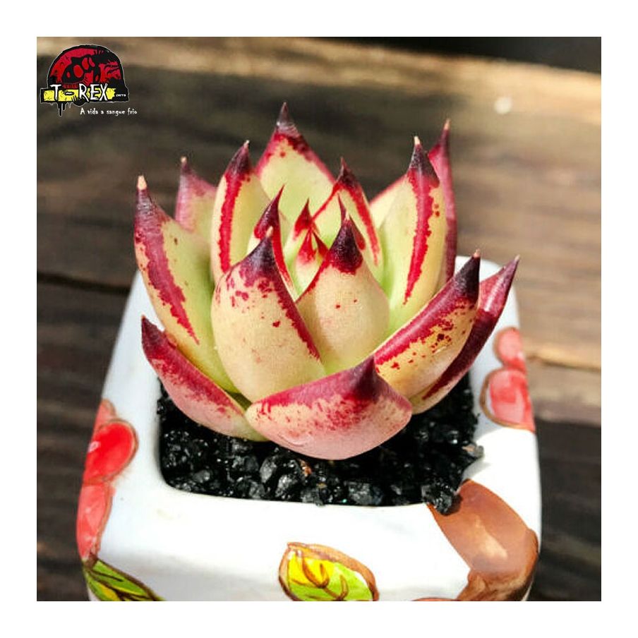 comprar muda de suculenta importada