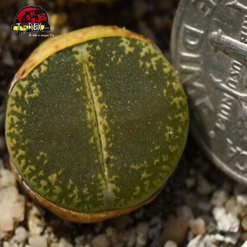 muda de cacto pedra verde