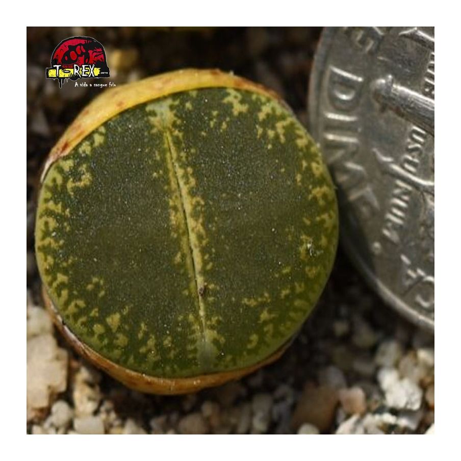 muda de cacto pedra verde