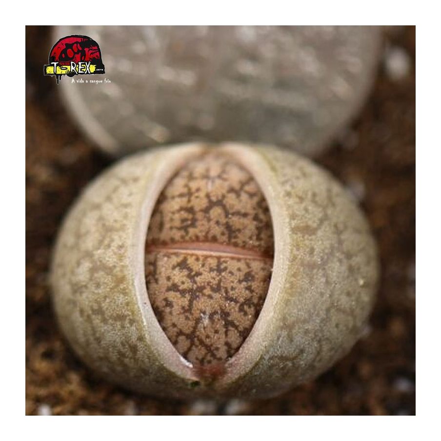 compra cacto pedra lithops