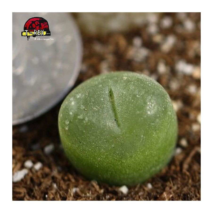 comprar muda de cacto pedra maughanii