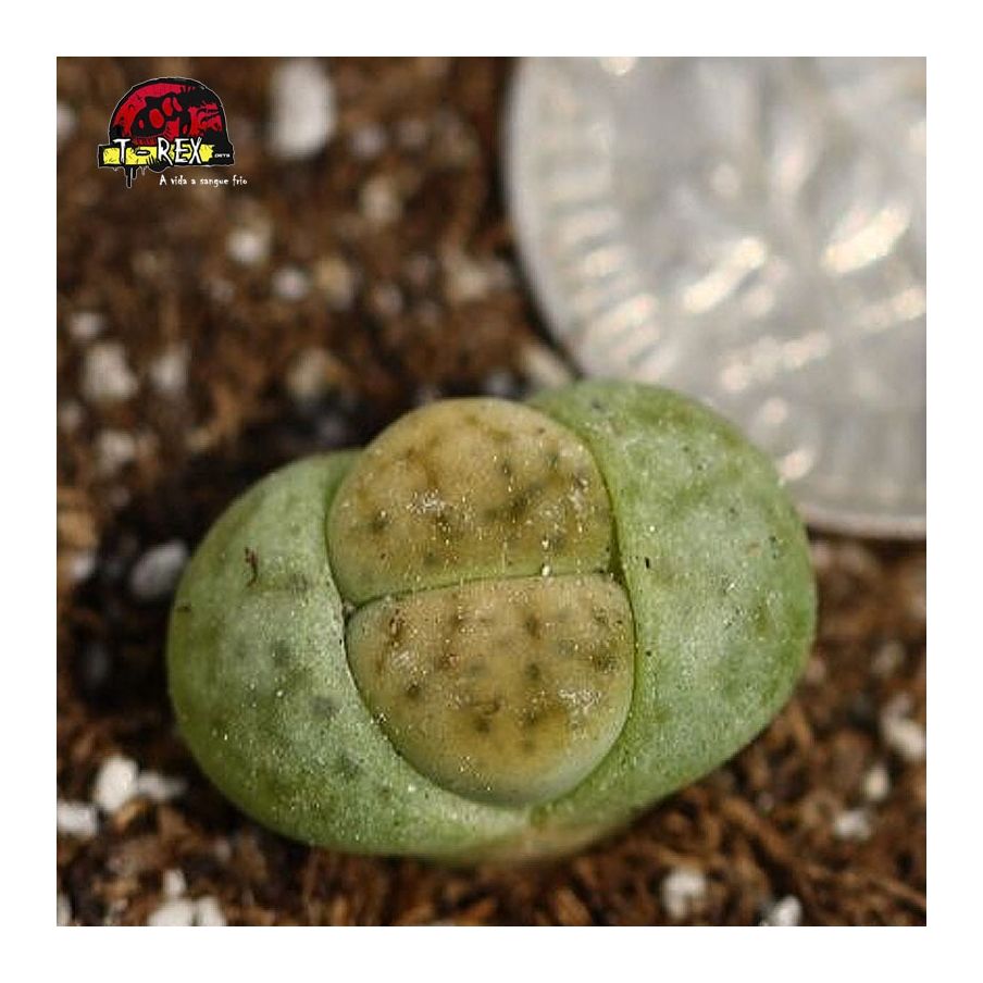 cultivando cacto pedra