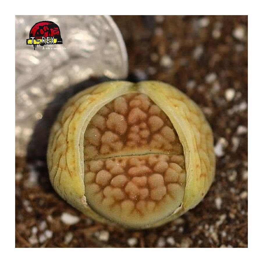 comprar cacto pedra suculenta