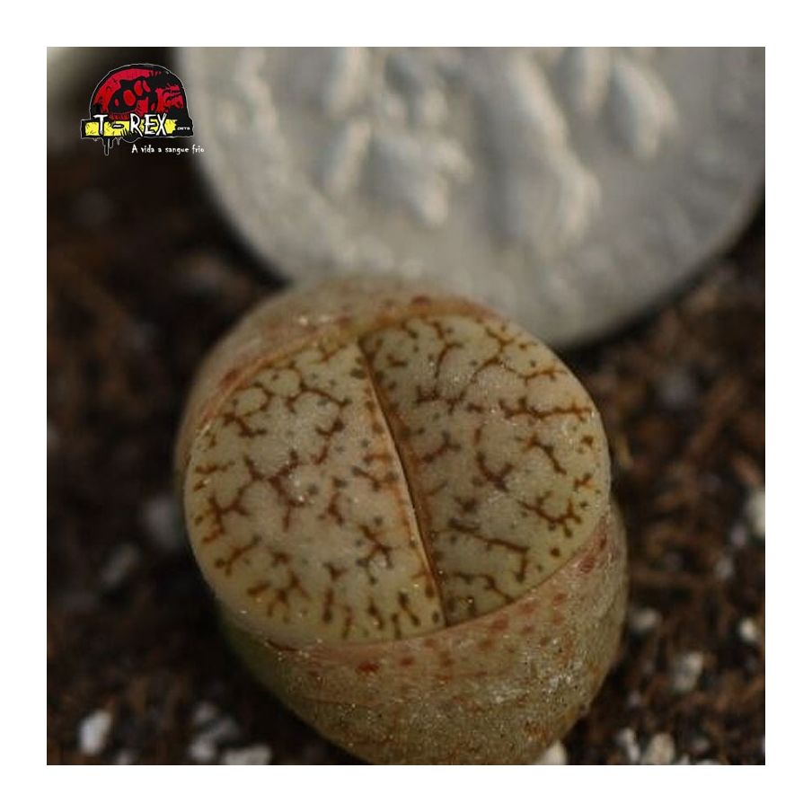 cactos pedra a venda