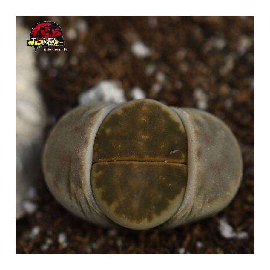 onde vende cacto pedra