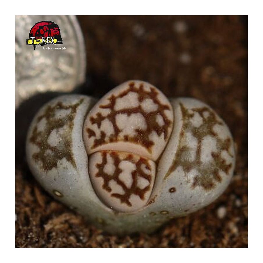 muda de cacto pedra mercado livre