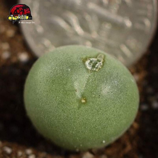 Muda de lithops