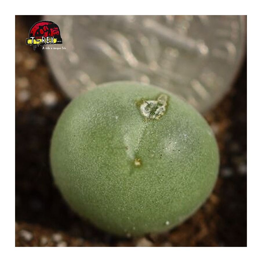 Muda de lithops