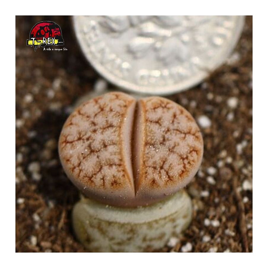 loja de cacto pedra suculenta