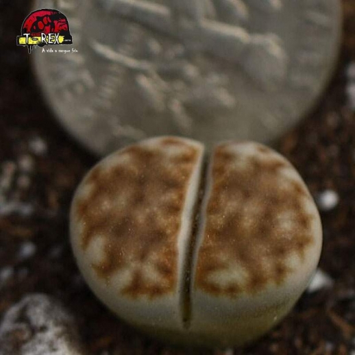 suculenta lithops