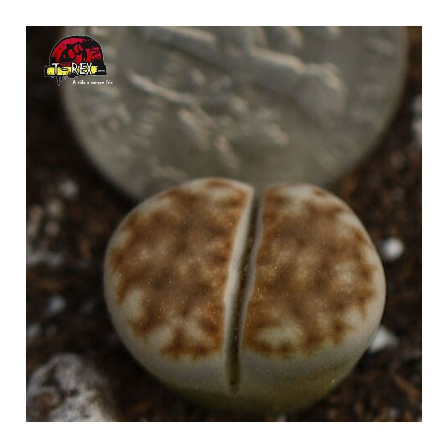 suculenta lithops