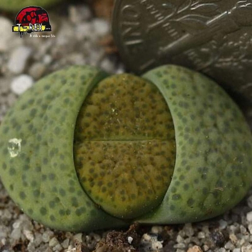 lithops pedra viva cacto