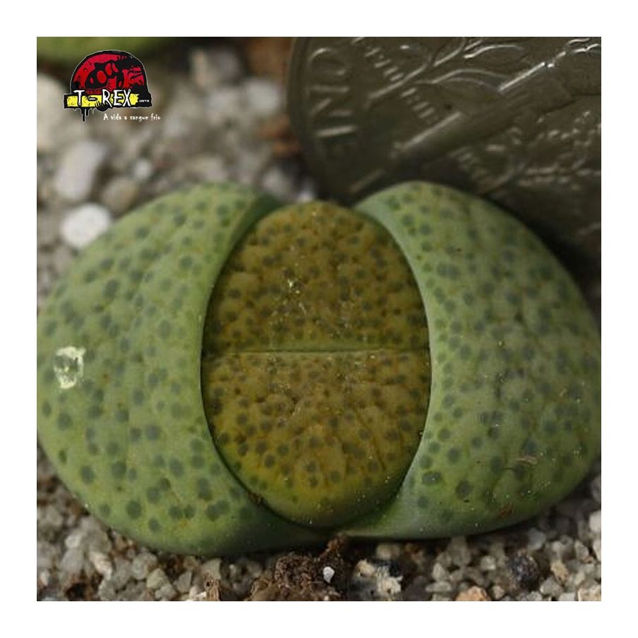 lithops pedra viva cacto
