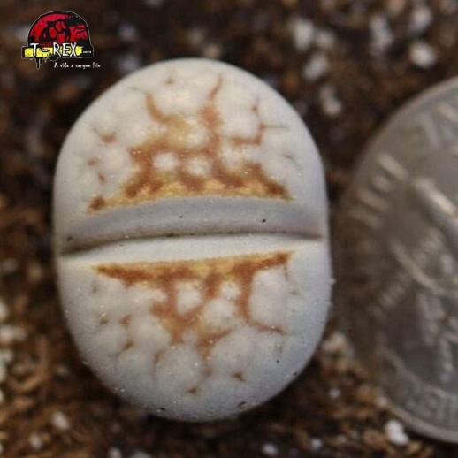 lithops cacto pedra branco