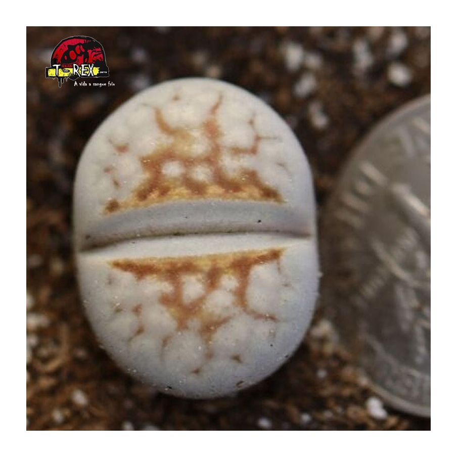 lithops cacto pedra branco