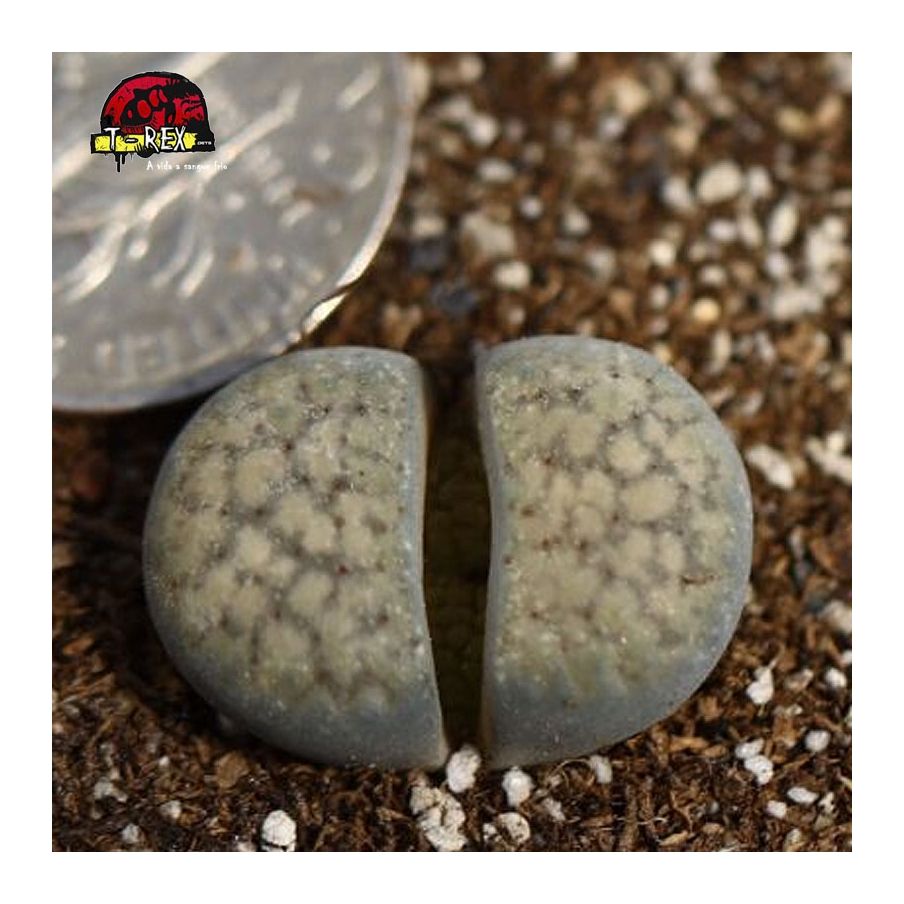 cacto pedra mudas a venda