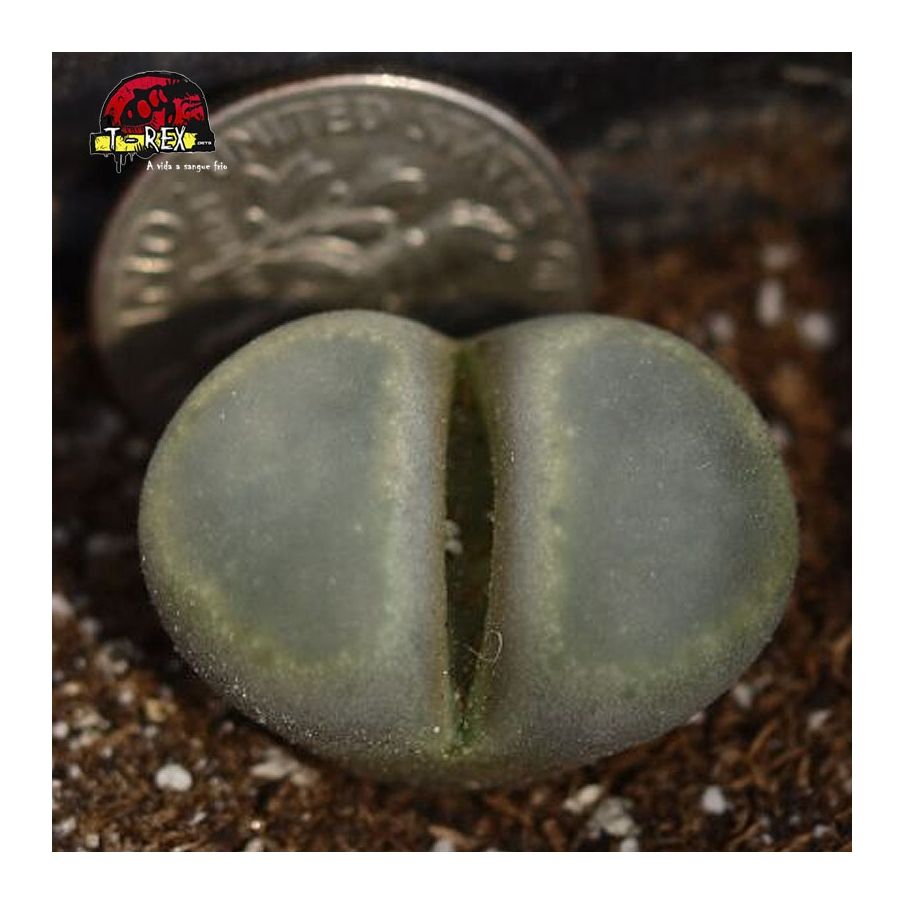 comprar cacto pedra olx