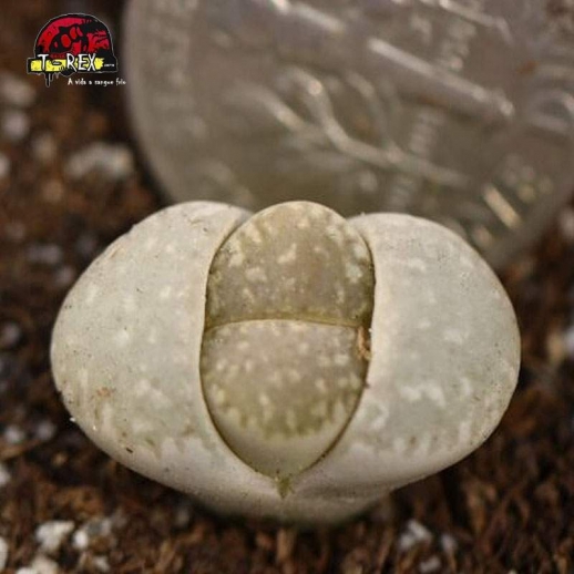 cactos a venda lithops