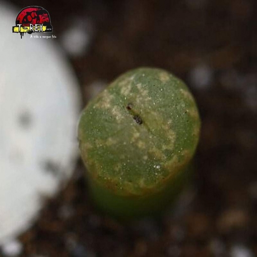 Muda de Lithops Cacto Pedra...