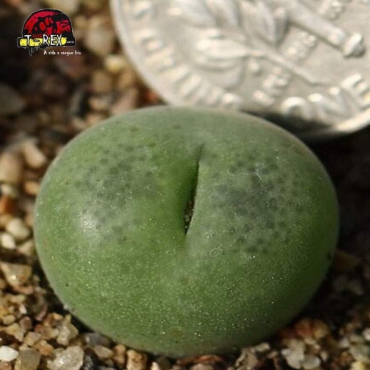 Muda de Lithops Cacto Pedra...