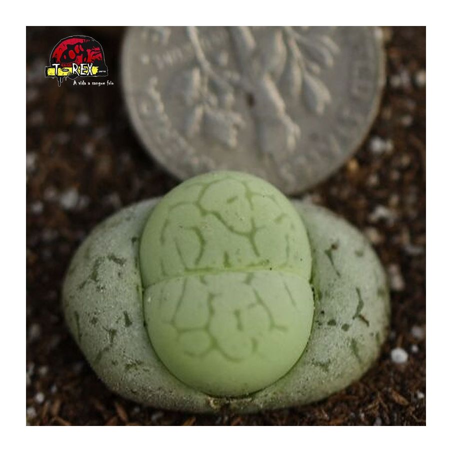 cacto pedra verde muda