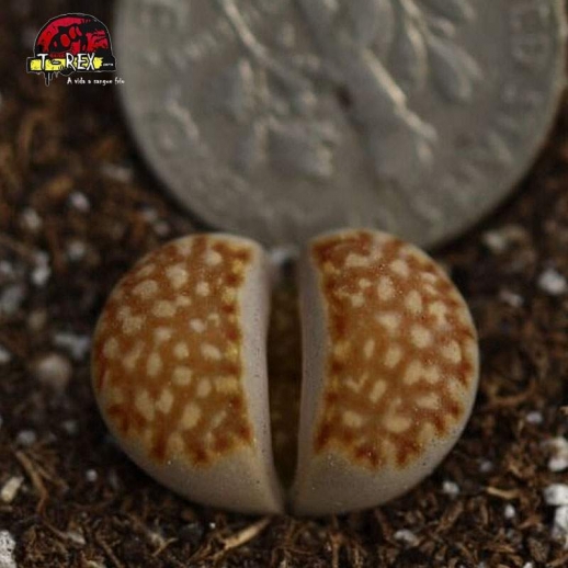 cacto pedra lithops