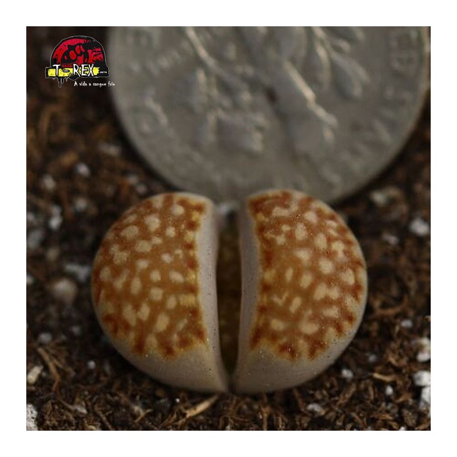 cacto pedra lithops
