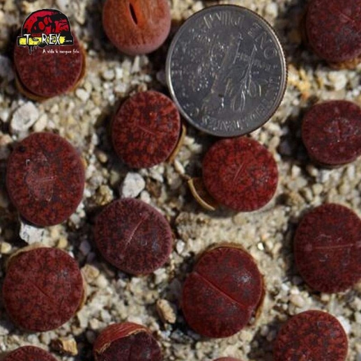 Muda de lithops cacto pedra