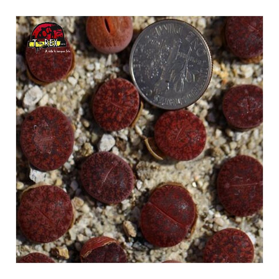 Muda de lithops cacto pedra