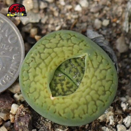 Muda de Lithops Cacto Pedra...