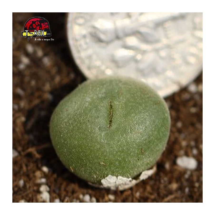 como cultivar cacto pedra