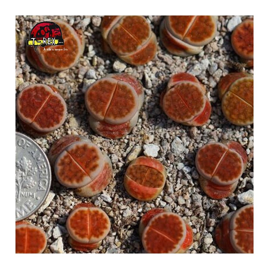 mudas de cactos pedra