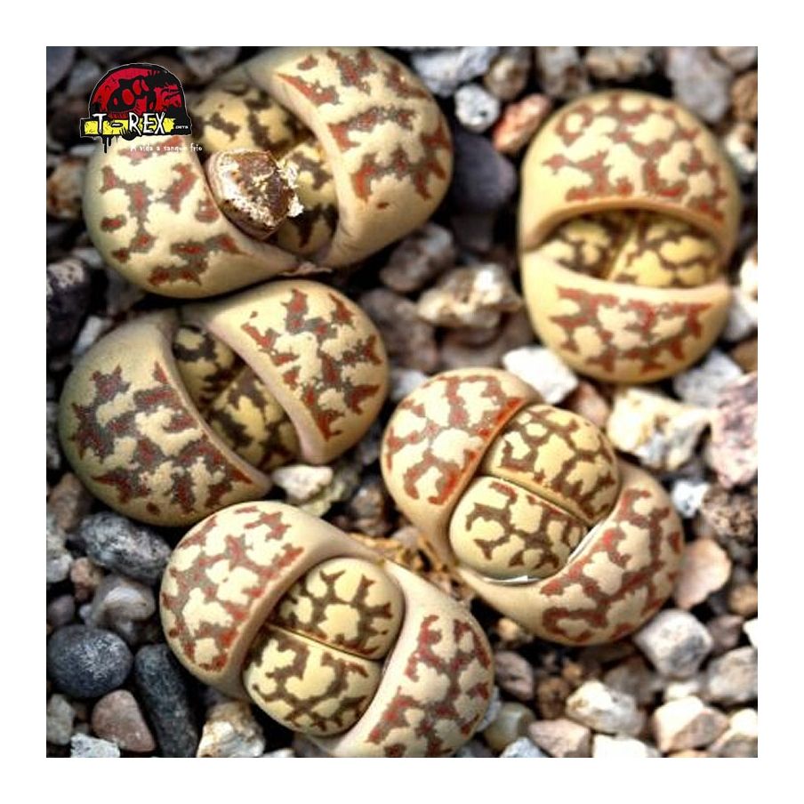 muda rara de suculenta cacto pedra