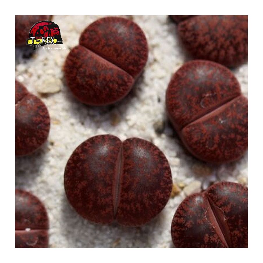 Lithops vermelha cacto pedra