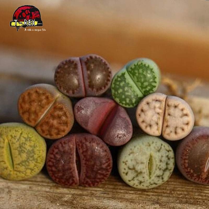 Venda de mudas de cacto pedra