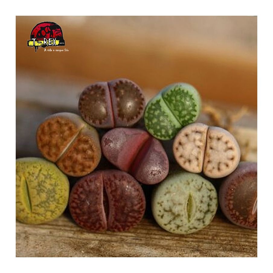 Venda de mudas de cacto pedra