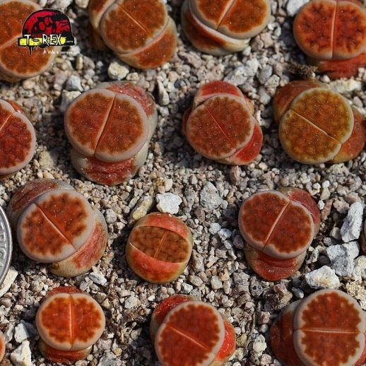 Muda de Lithops Cacto Pedra Laranja