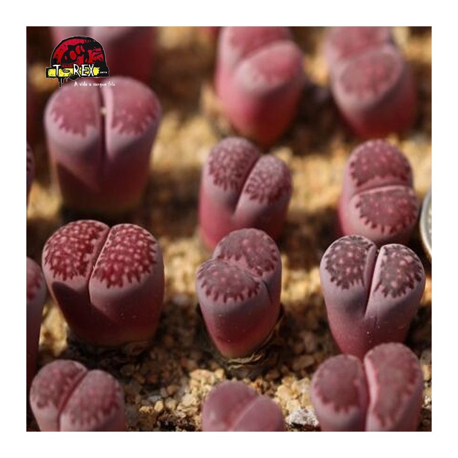 comprar cacto pedra Bacchus