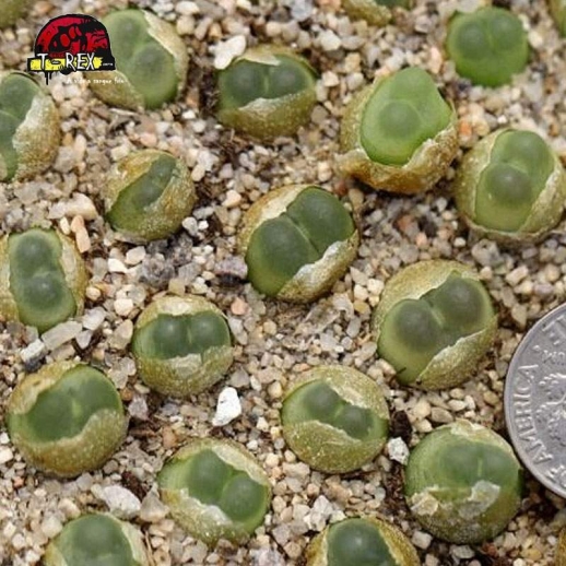 aonde comprar cacto pedra conophytum ratum