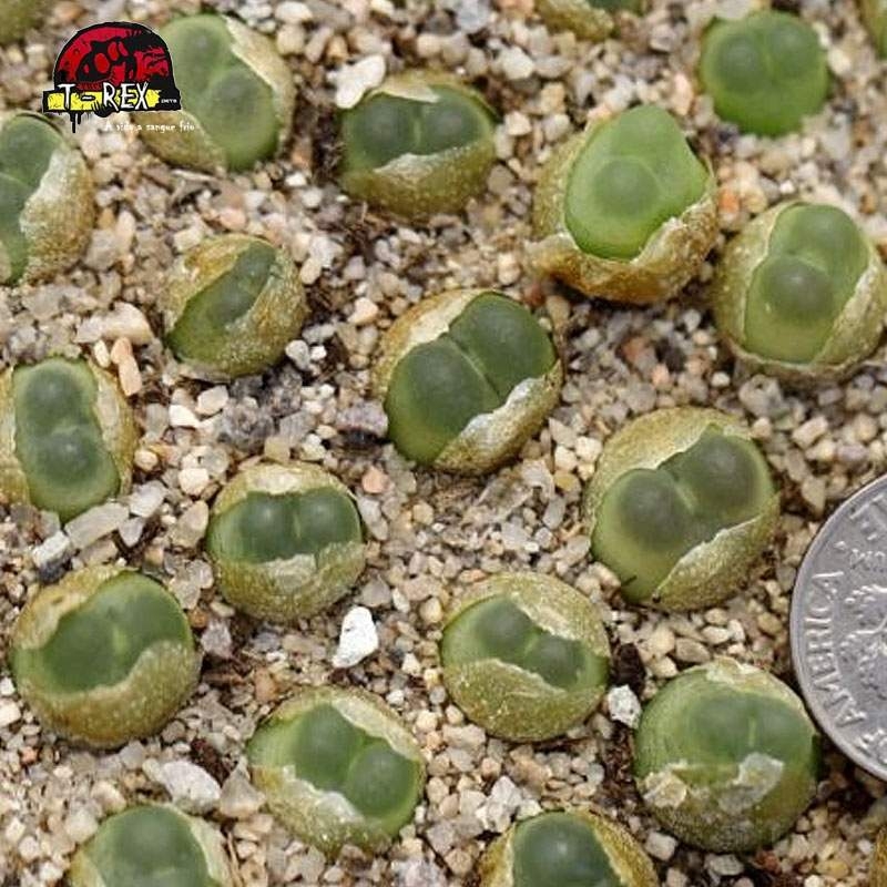 aonde comprar cacto pedra conophytum ratum